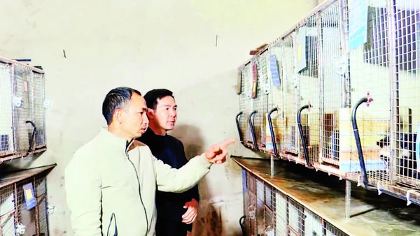 Mô hình nuôi cầy vòi và cầy hương của anh Bùi Anh Phương, thôn Quyết Tiến.