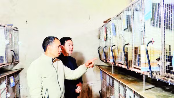 Mô hình nuôi cầy vòi và cầy hương của anh Bùi Anh Phương, thôn Quyết Tiến.