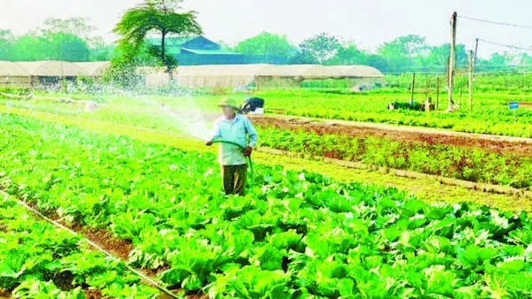 Hợp tác xã Rau quả sạch Chúc Sơn, phường Chương Mỹ, Hà Nội.