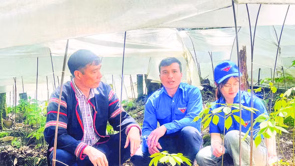 Các chương trình trao tặng cây giống cho thanh niên hỗ trợ khởi nghiệp và thúc đẩy phát triển kinh tế địa phương.