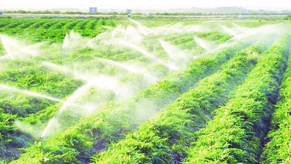 Hệ thống tưới nhỏ giọt, tưới phun mưa hay tưới béc tự động cho thấy hiệu quả rõ rệt trong sản xuất nông nghiệp.