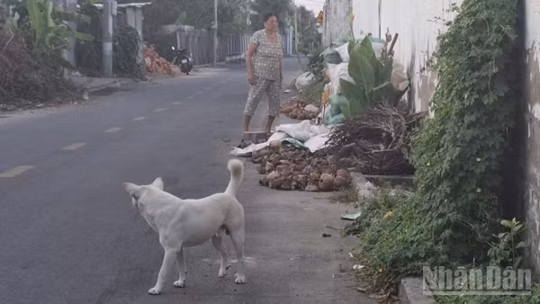 Nhiều địa phương quản lý lỏng lẻo để chủ nhà thả rong chó ra ngoài đường.