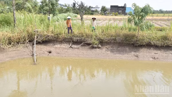 Người dân xã Tân Điền, tỉnh Đồng Tháp chủ động tích trữ nguồn dưới ao để tưới cho rau màu.