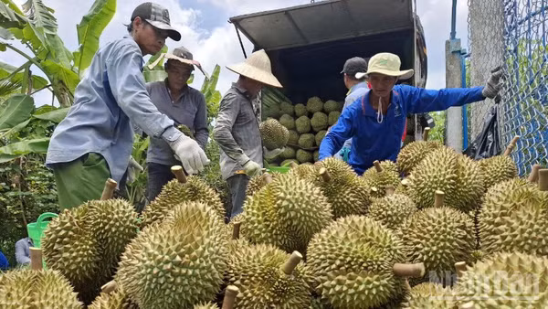 Nông dân xã Mỹ Thành, tỉnh Đồng Tháp bán sầu riêng cho thương lái.
