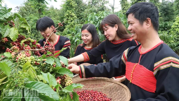 Người dân Đắk Lắk thu hoạch cà-phê niên vụ 2025-2026.