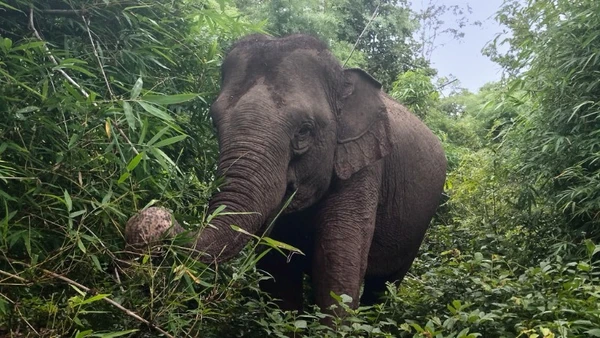 Voi hoang dã xuất hiện và cảnh báo phòng tránh xung đột voi-người ở Đắk Lắk. (Ảnh minh họa)