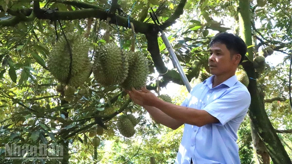 Đến nay, Đắk Lắk trở thành một trong những tỉnh dẫn đầu về diện tích và sản lượng sầu riêng cả nước.