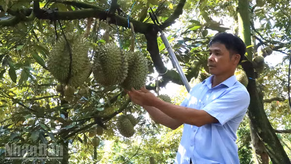 Đến nay, Đắk Lắk trở thành một trong những tỉnh dẫn đầu về diện tích và sản lượng sầu riêng cả nước.