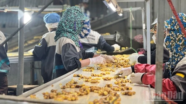 Khâu làm sạch gừng tươi trước khi chế biến tại nhà máy của Công ty trách nhiệm hữu hạn phát triển nông nghiệp và tư vấn môi trường (DACE) ở Hà Nội. (Ảnh: HNV)