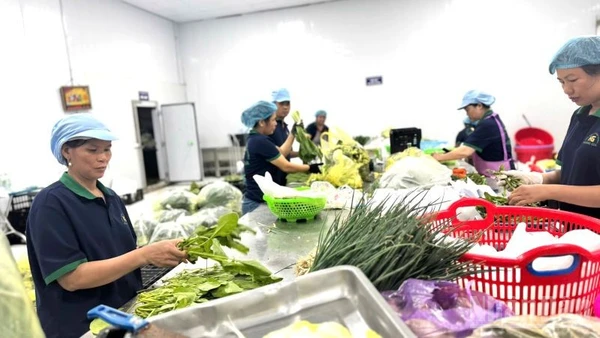 Một hợp tác xã sản xuất rau sạch trên địa bàn Hà Nội, (Ảnh: HNV)