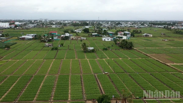 Sản xuất nông nghiệp 2025 vượt khó để ghi nhận kết quả tích cực. (Ảnh: THUẬN NGUYỄN)