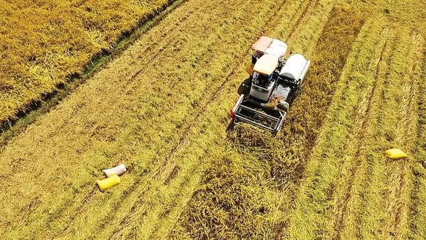 Thu hoạch lúa tại đồng bằng sông Cửu Long. (Ảnh: VĂN ÚT)