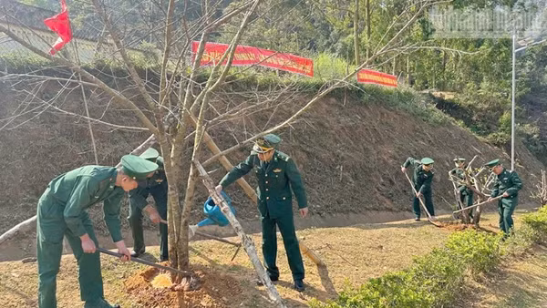Cán bộ, chiến sĩ Đồn Biên phòng Phiêng Pằn trồng và chăm sóc cây.