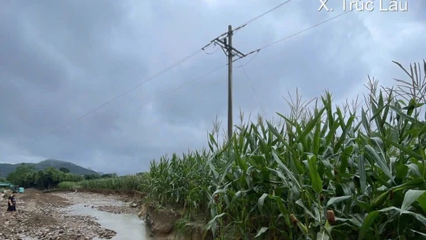 Một cột điện bị sạt lở sau bão tại xã Lục Yên (tỉnh Lào Cai).