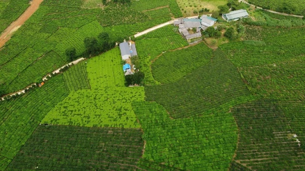 Xã Bản Lầu có hơn 2.500ha chè, mang lại nguồn thu nhập ổn định cho nhân dân.