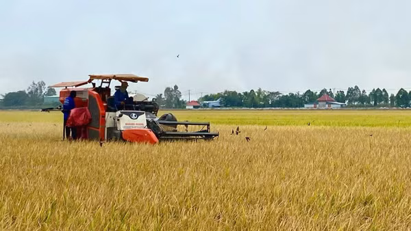 Cánh đồng lúa Đồng bằng sông Cửu Long không chỉ mang lại mùa vàng bội thu mà hứa hẹn sẽ có thêm lợi nhuận kép từ tín chỉ carbon.