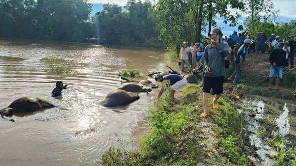 Nước lũ dâng cao làm đàn trâu bị chết ngạt ngoài đồng ruộng.