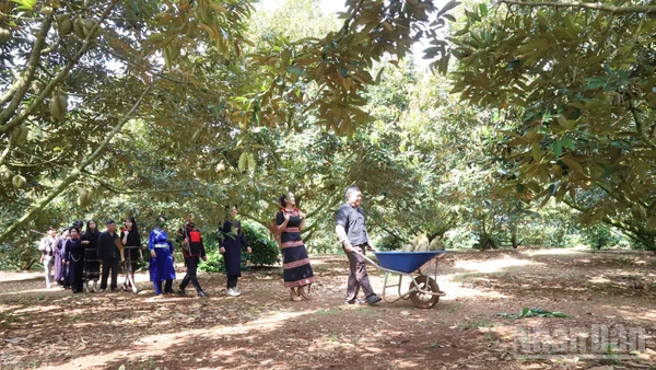 Với tổng diện tích khoảng 44.900 ha, đến nay Đắk Lắk là một trong những tỉnh có diện tích sầu riêng nhiều nhất cả nước.