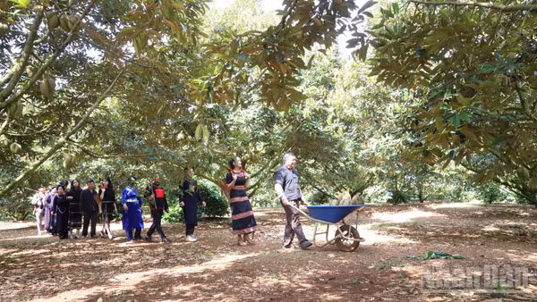 Với tổng diện tích khoảng 44.900 ha, đến nay Đắk Lắk là một trong những tỉnh có diện tích sầu riêng nhiều nhất cả nước.