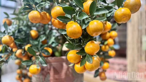 Cận cảnh những quả quất cảnh Tử Liên tròn, to đều và mọng. (Ảnh: HNV)