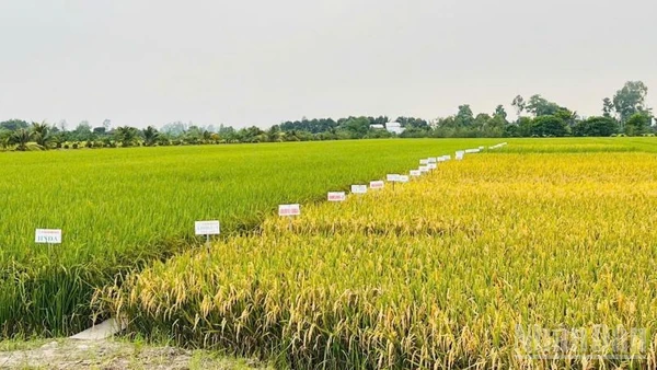 Áp dụng giống lúa mới nâng cao hiệu suất canh tác. (Ảnh: HNV)