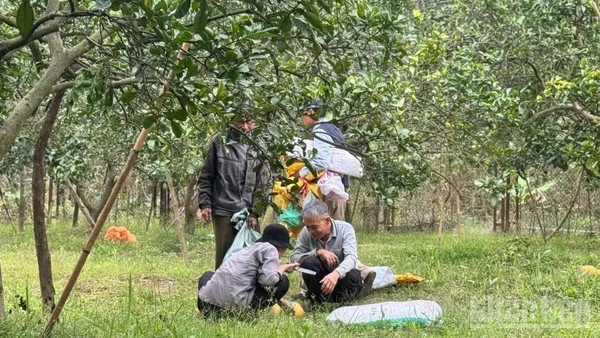 Thu hoạch bưởi tại vườn bưởi Diễn, Hà Nội. (Ảnh: HNV)