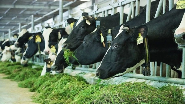 Chiến lược phát triển ngành sữa giai đoạn đến năm 2030, tầm nhìn đến năm 2045. (Ảnh: PV)