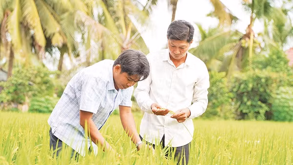 Nông dân Hợp tác xã Dịch vụ Nông nghiệp Thắng Lợi (tỉnh Đồng Tháp) thăm lúa sản xuất thí điểm thực hiện Đề án 1 triệu héc-ta lúa chất lượng cao, phát thải thấp. (ẢNH: HỮU NGHĨA)