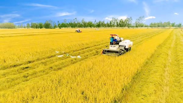 Mục tiêu không chỉ là sản xuất nhiều gạo hơn mà là sản xuất gạo chất lượng cao hơn, giảm phát thải hơn. Trong ảnh: Cánh đồng lúa chất lượng cao ở xã Gia Hòa, thành phố Cần Thơ. Ảnh: Phương bằng