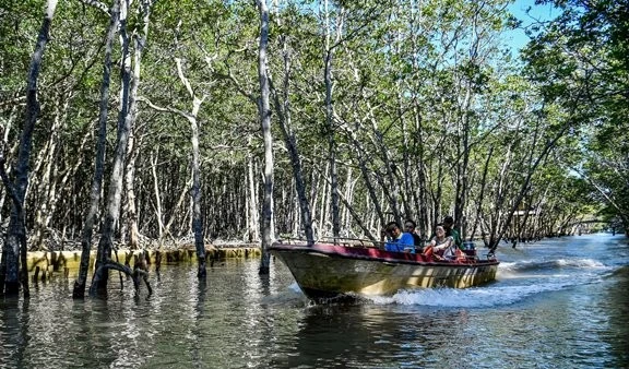 Rừng ngập mặn - một “lá chắn thiên nhiên” hữu hiệu, trước tình trạng nước biển dâng. (Ảnh Thành Đạt)