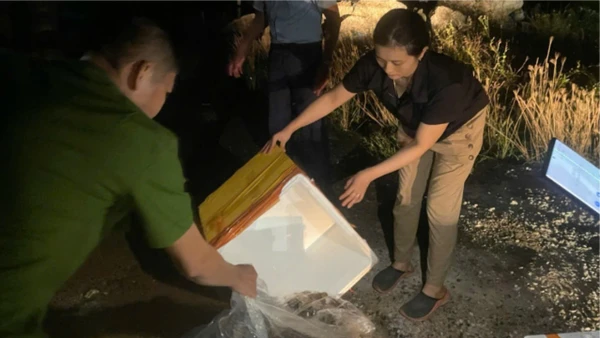 Lực lượng chức năng phát hiện, tiêu hủy tôm hùm bơm tạp chất. Ảnh Chi cục Quản lý thị trường tỉnh Phú Yên.