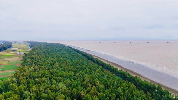 Khu du lịch biển Ba Động, phường Trường Long Hòa ngút ngàn rừng phòng hộ.