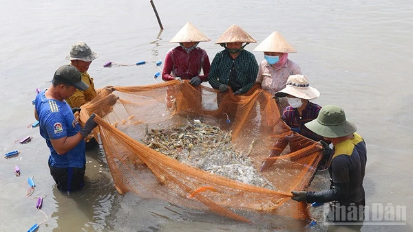 Mô hình nuôi tôm càng xanh toàn đực xã Long Hòa, tỉnh Vĩnh Long đang được khuyến khích nhân rộng.