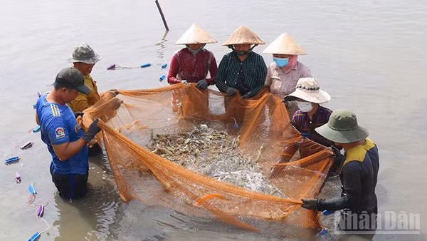 Mô hình nuôi tôm càng xanh toàn đực xã Long Hòa, tỉnh Vĩnh Long đang được khuyến khích nhân rộng.