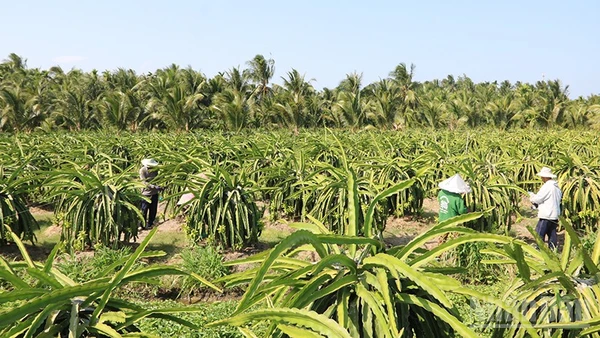 Nhà vườn xã Bình Phú, tỉnh Vĩnh Long chăm sóc thanh long ruột đỏ.
