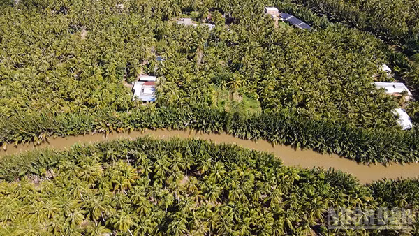 Xã Tiểu Cần, tỉnh Vĩnh Long ngút ngàn những rặng dừa xanh.