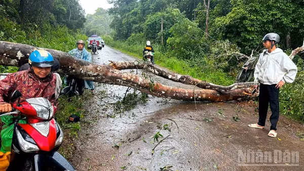 Hiện trường cây đổ khiến 2 người bị thương nặng tại xã Quảng Sơn, tỉnh Lâm Đồng.