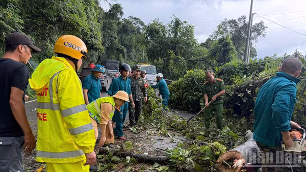 Hiện trường cây gạo cao hơn 10m ngã đổ chắn ngang đường đèo Bảo Lộc, xã Đạ Huoai 2, tỉnh Lâm Đồng.