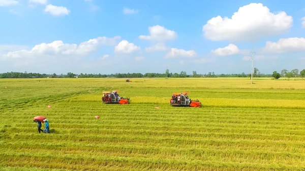 Thu hoạch lúa trên vùng ngọt hóa của tỉnh Cà Mau. (Ảnh Phương Bằng)