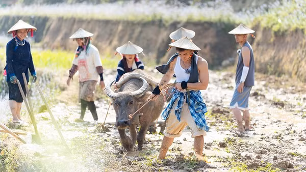 Các nghệ sĩ trong một buổi cày ruộng trong chương trình truyền hình thực tế về nông thôn-“Gia đình Haha".