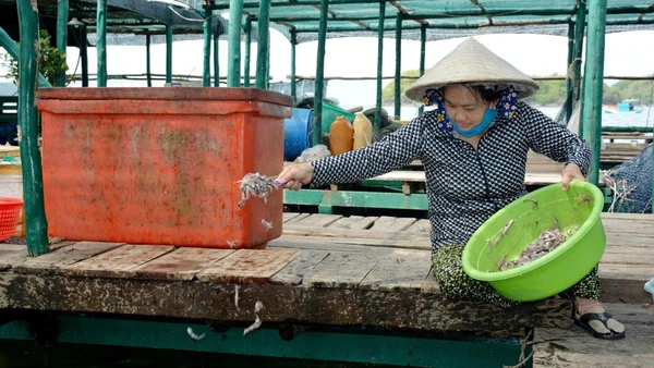Không ít ngư dân giàu lên nhờ nuôi biển.