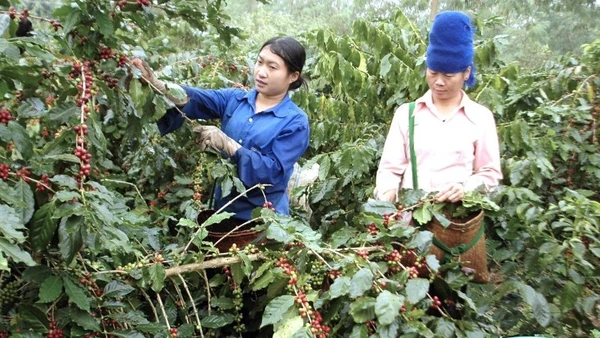 Hiện có tới hơn 90% khối lượng hàng cà phê xuất khẩu của Việt Nam là sản phẩm sơ chế. (Ảnh Danh Lam) 