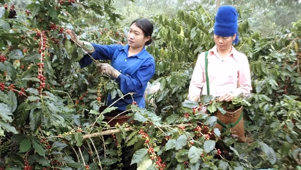 Hiện có tới hơn 90% khối lượng hàng cà phê xuất khẩu của Việt Nam là sản phẩm sơ chế. (Ảnh Danh Lam) 