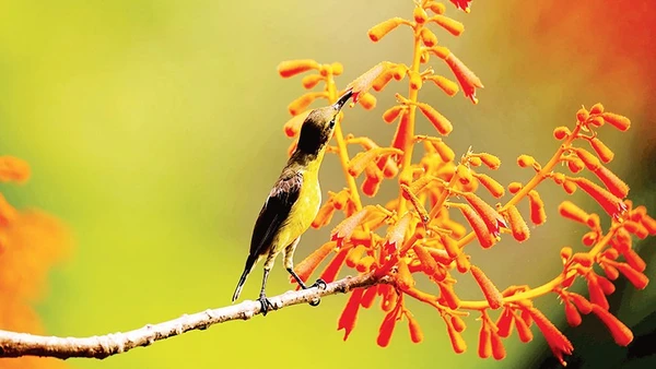 Chim hút mật xác pháo và hoa ngô đồng.