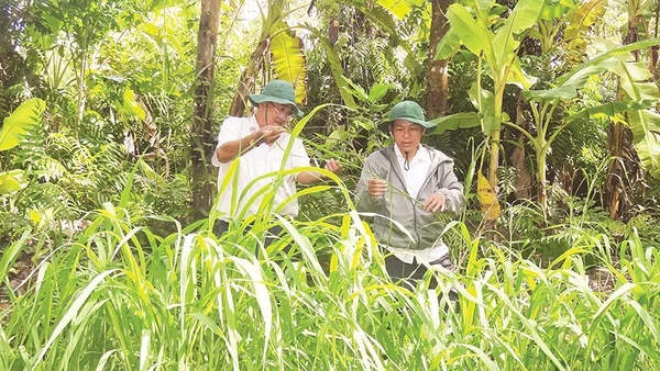 Cán bộ Phòng Khoa học và Bảo tồn đất ngập nước, Khu Bảo tồn thiên nhiên Lung Ngọc Hoàng kiểm tra sinh trưởng cây lúa hoang. 