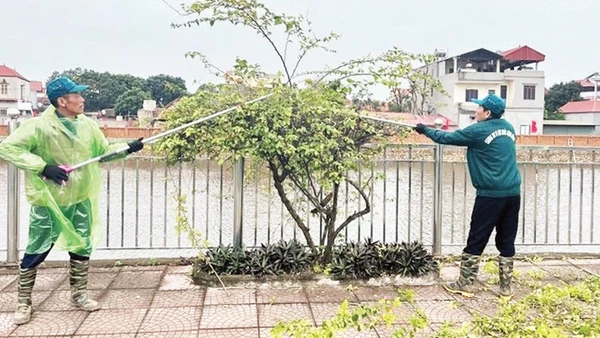 Các thành viên Câu lạc bộ “Chung tay vì sức khỏe cộng đồng” cắt tỉa cây xanh, bảo đảm an toàn trong mùa mưa bão. 