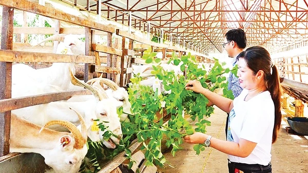 Nhìn Lại Nhiệm Kỳ “Vượt Sóng Dữ”, Tạo Dựng Nền Tảng Cho Tương Lai Nơi Cực Nam Tổ Quốc Du Khách Trải Nghiệm Cho Dê Ăn Tại Trang Trại.