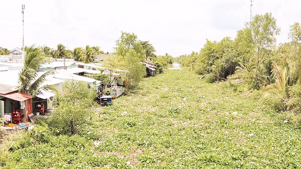 Tuyến kênh cấp 2, ấp Tư, xã Mỹ Thuận dày đặc lục bình, rác thải sinh hoạt.