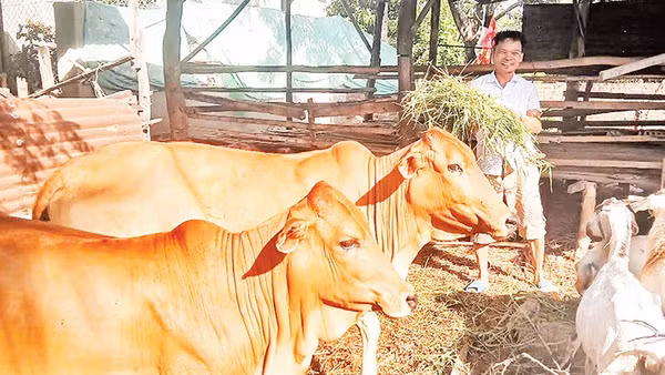 Ông Nguyễn Mạnh Đoàn ở thôn Thành Sơn, thuộc diện hộ nghèo và được địa phương hỗ trợ vay 20 triệu đồng từ Ngân hàng Chính sách xã hội và người thân trong gia đình hỗ trợ thêm vốn để mua một con bò cái sinh sản và chục con dê chăn nuôi, đem lại thu nhập gần 50 triệu đồng/năm, đời sống được cải thiện nhiều.