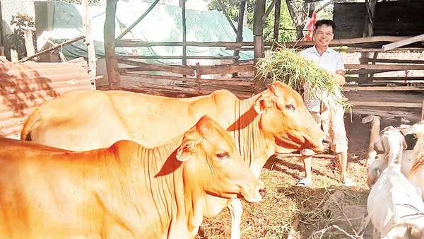 Ông Nguyễn Mạnh Đoàn ở thôn Thành Sơn, thuộc diện hộ nghèo và được địa phương hỗ trợ vay 20 triệu đồng từ Ngân hàng Chính sách xã hội và người thân trong gia đình hỗ trợ thêm vốn để mua một con bò cái sinh sản và chục con dê chăn nuôi, đem lại thu nhập gần 50 triệu đồng/năm, đời sống được cải thiện nhiều.